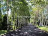 Дорога к пляжу по тенистой аллее санатория Кыргызское взморье  в селе Бостери
